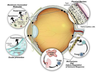 Uveitis-&-Ocular-Immunology
